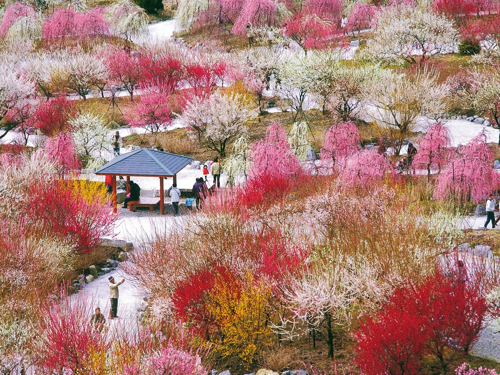 🌸 이나베시 농업공원 이미지 11